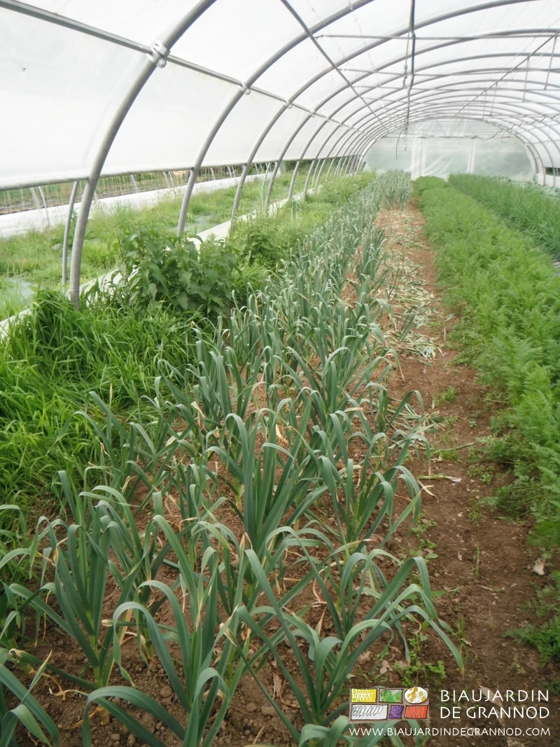 photo d'une planche d'ail en vert sous tunnel en cours de récolte