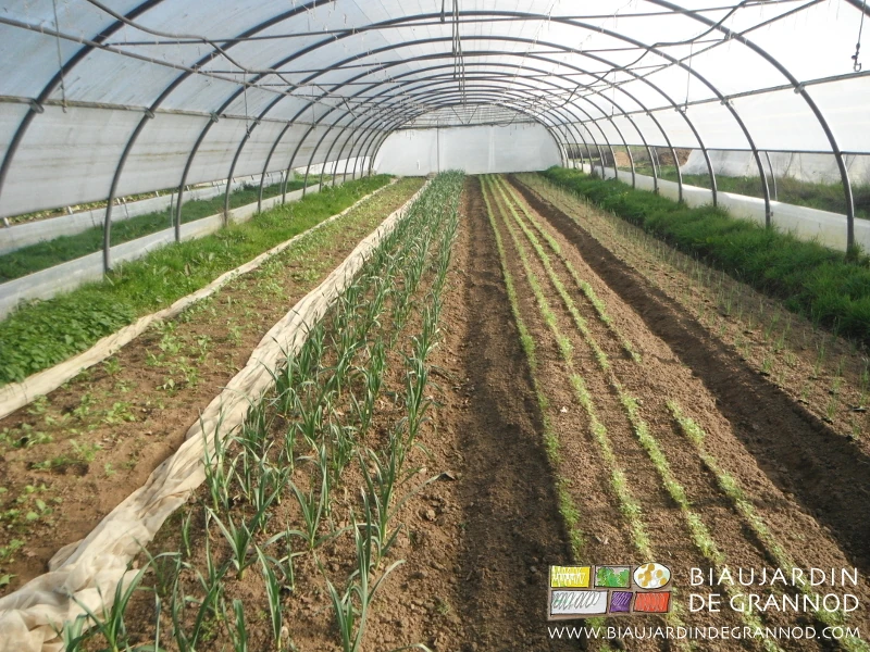 Photo sous tunnel d’une planche d’ail en début de végétation