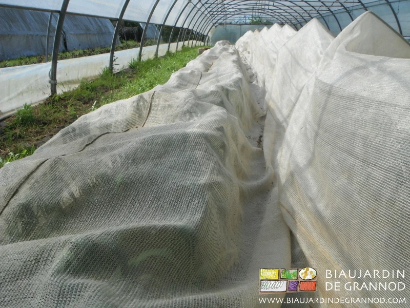 Photo des planches d’ail sous tunnel protégées des parasites par un filet anti-insectes