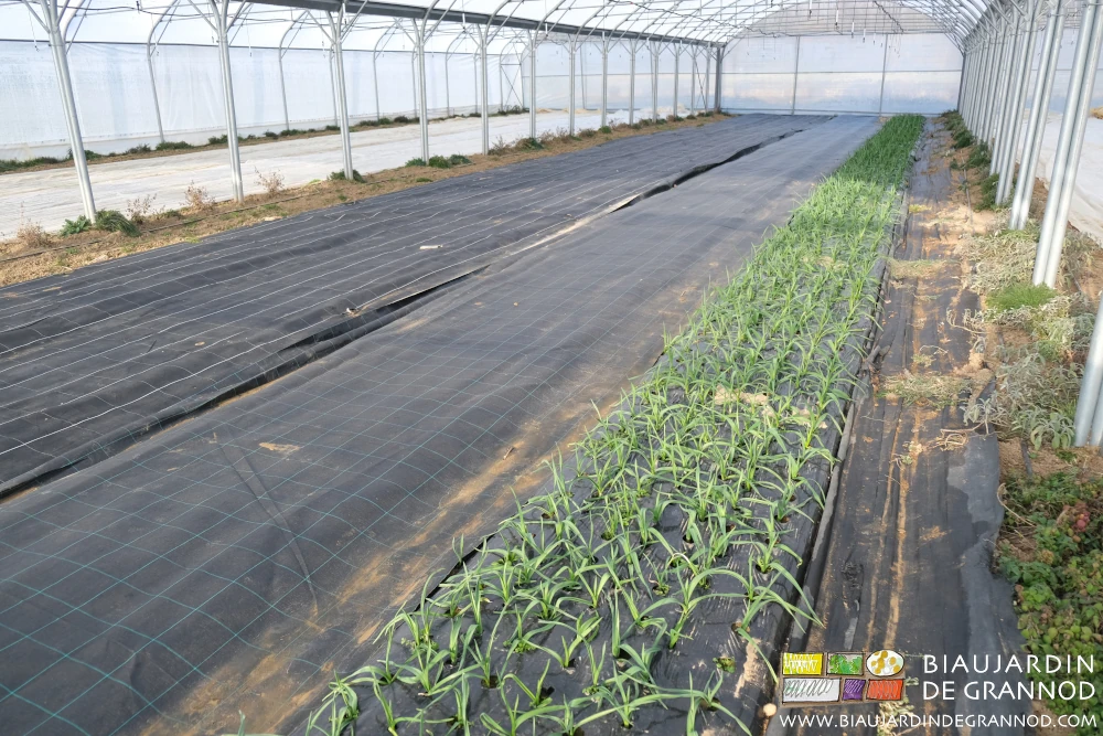 Photo sous tunnel d’une planche d’ail cultivé sur paillage noir