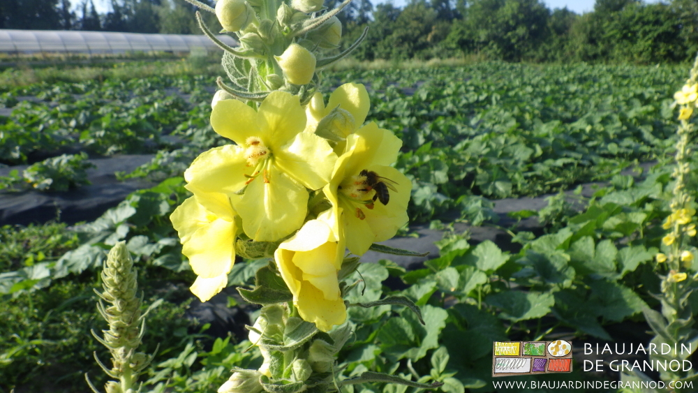 photo de carré de courge bien développé avec des butineurs dans la fleur jaune du bouillon blanc de la bande fleurie
