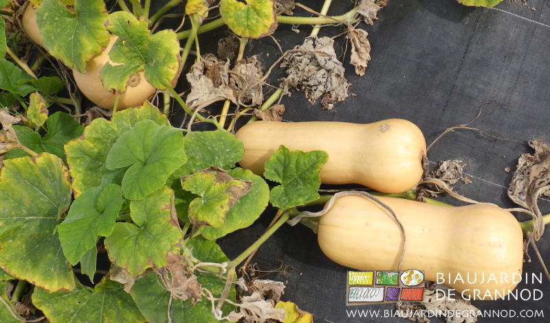 photo de butternut au champ, allongée, renflée à un bout, peau beige intense