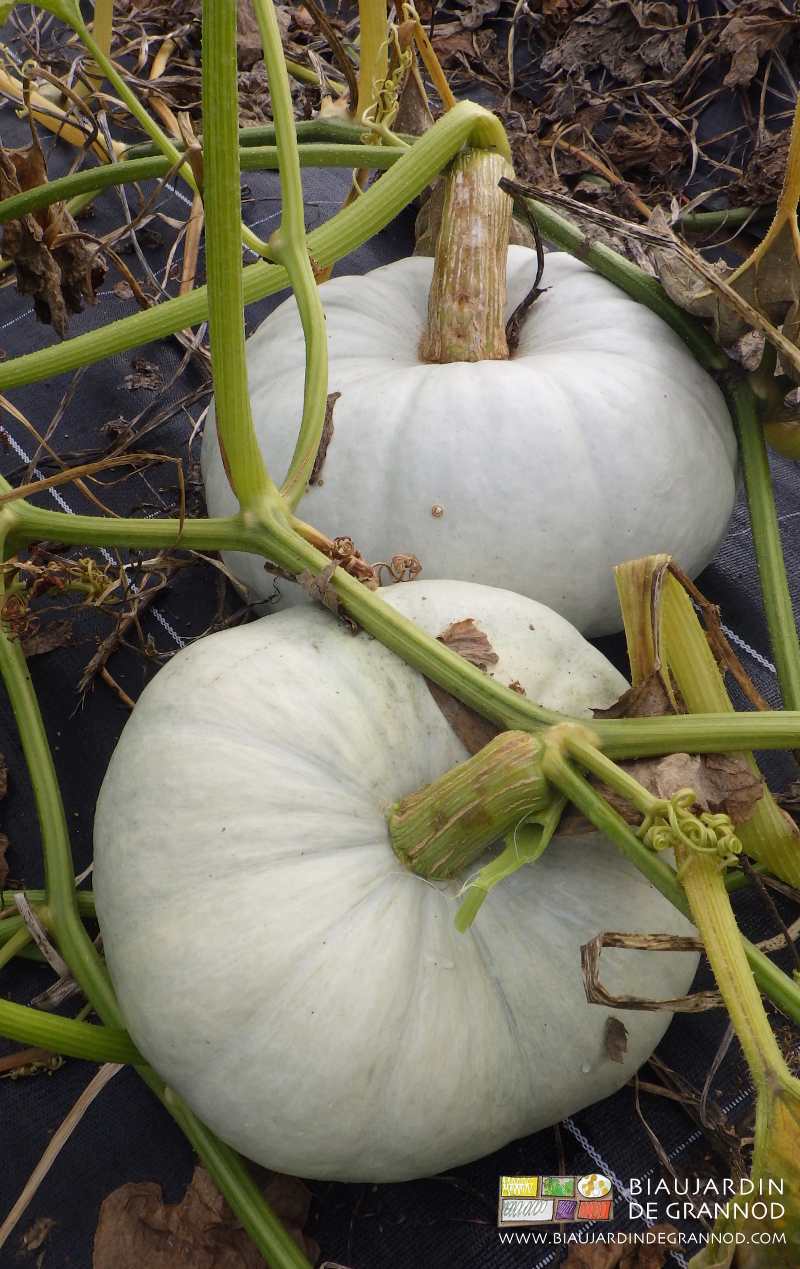 photo de courge tytpe de Hubbard à peau belu clair