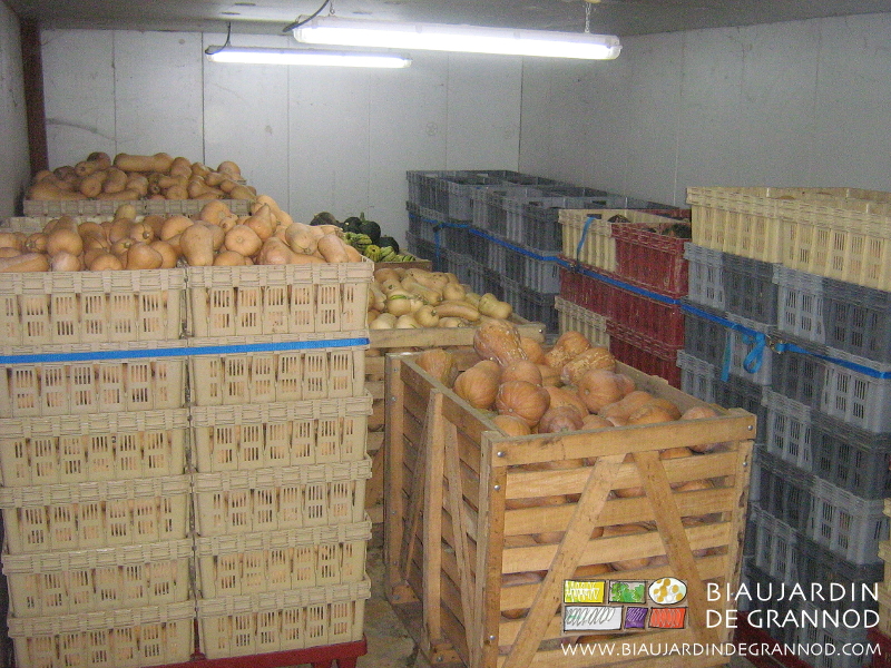 photo de la récolte de courge dans le local chauffable et ventilable