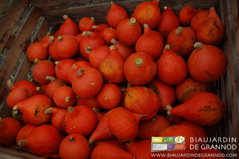 photo d'un pallox de potimaron d'un orange bien vif