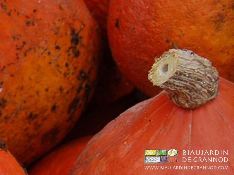 photo du pédoncule liégeux d'aspect désséche du potimaron orange vif