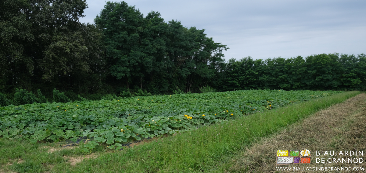 photo d'un carré de courge en fleur le long de notre bois de feuillus