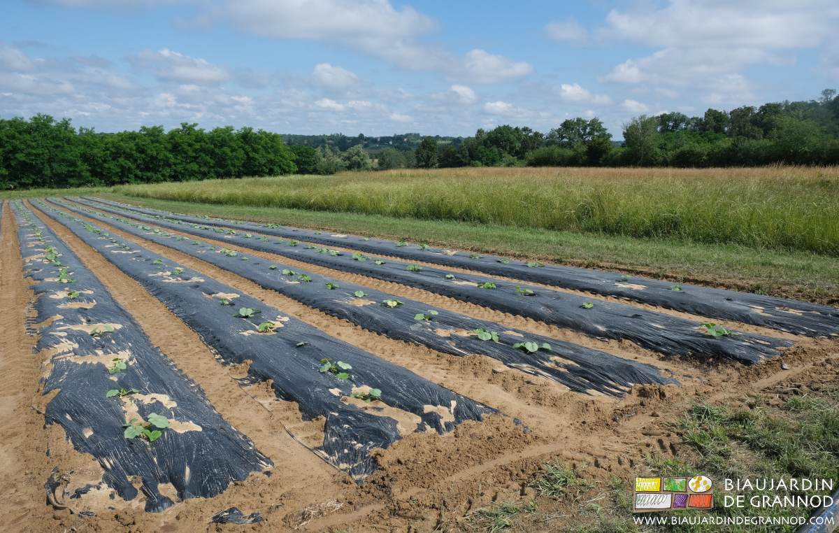photo d'un carré de courge en début de végétation sur planche filmée en biodégradable
