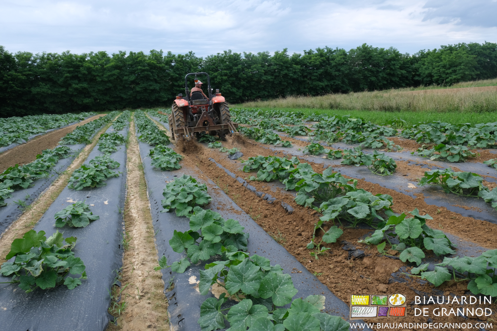 photo de matthieu au tracteur binant les allées de courge devant une haie bocagère