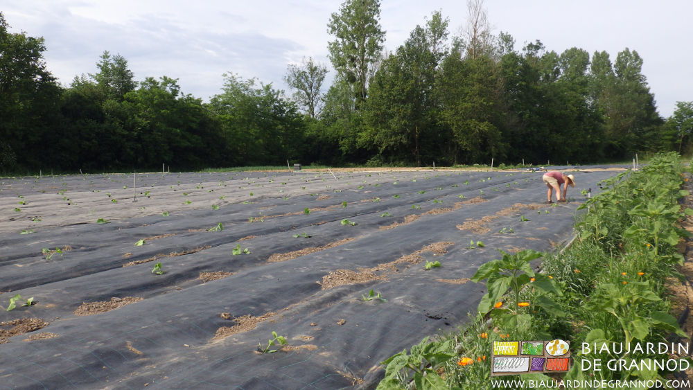 photo de Biau jardinière penchée au repiquage des courges sur toile tissée