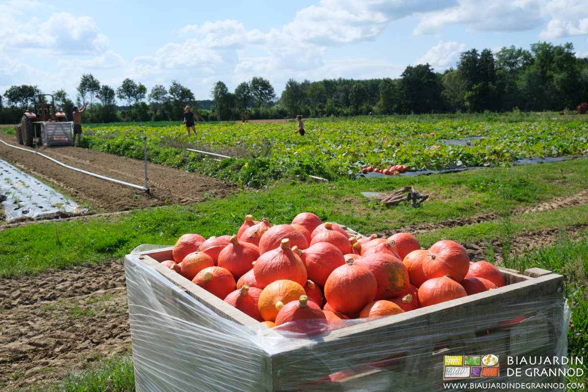 photo de palox orange vif de potimaron en bout du cérré de courge avec soleil et bocage