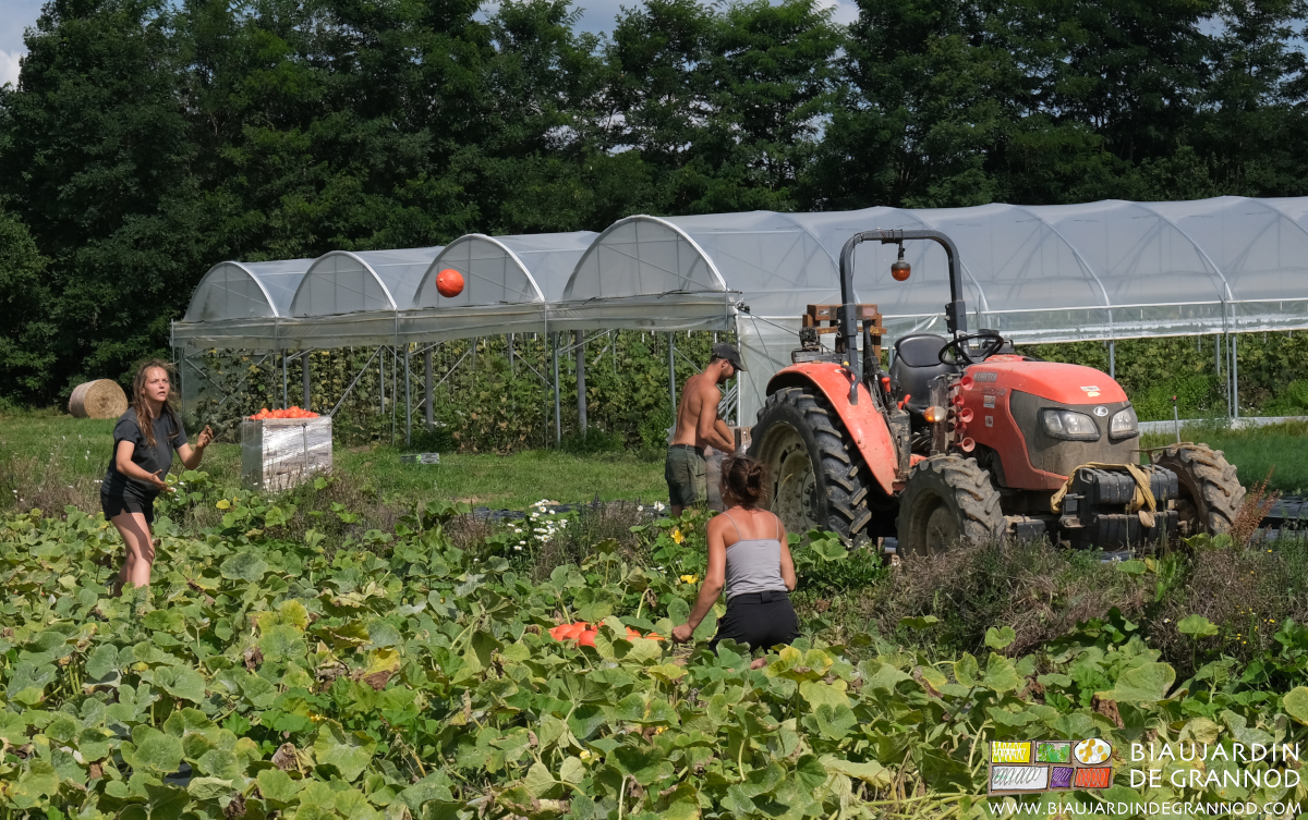 photo de potimaron en l'air passé d'un biau jardinier à l'autre