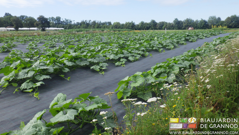 photo d'un carré de courge sans adventice le long des achilées blanches et marguerites de la bande fleurie