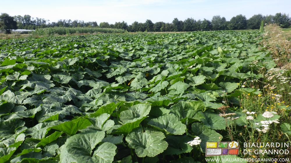 photo du carré de courge développé au point que la toile de paillage ne se voit plus