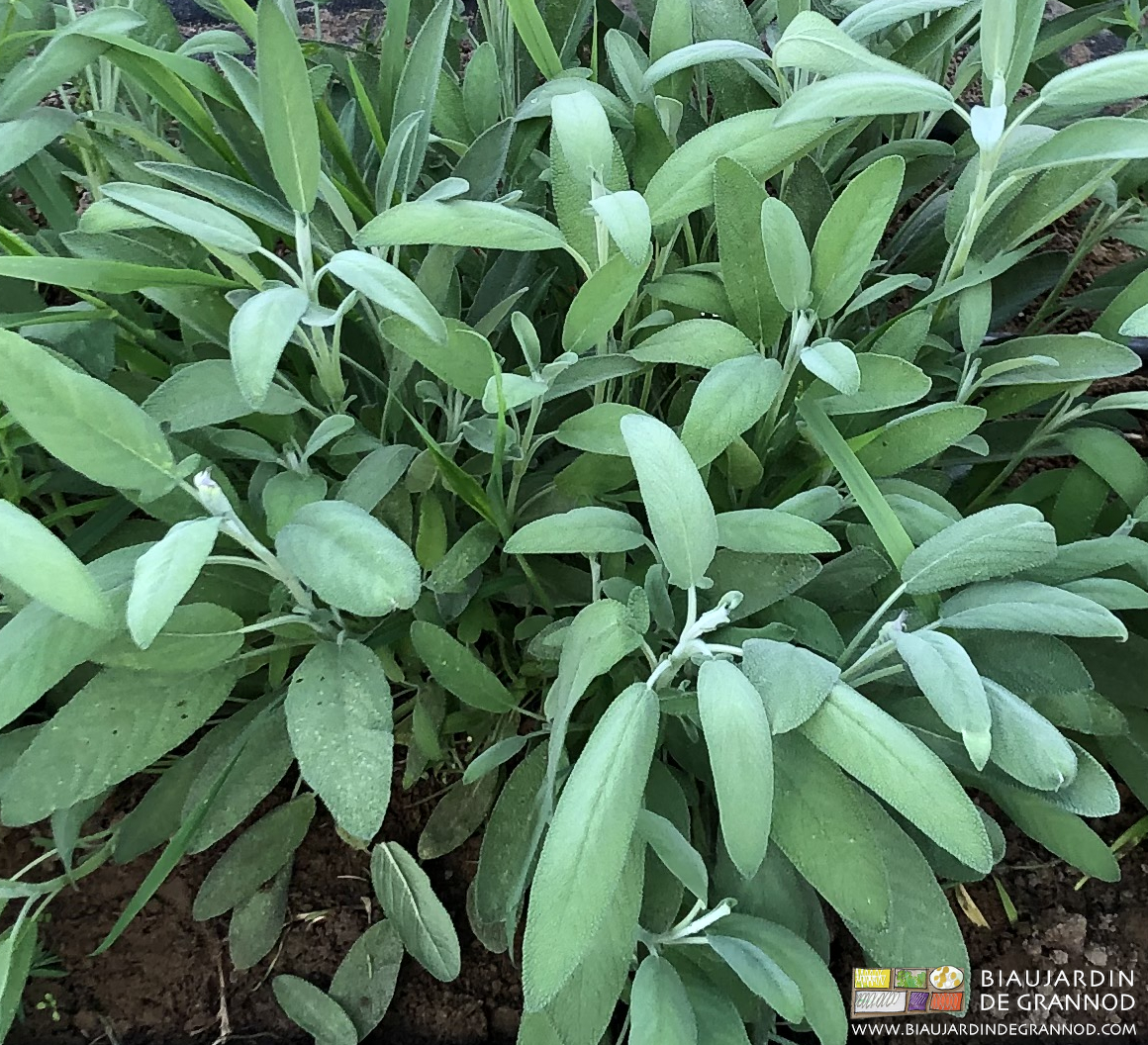 photo proche d'un joli pied de sauge