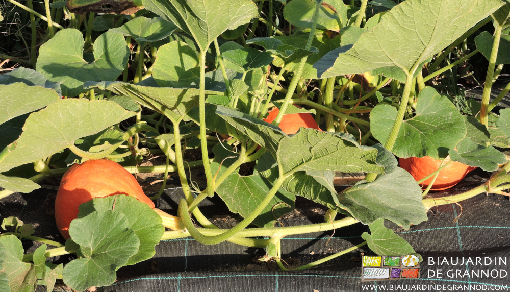 photo de potimaron mûr en fin de végétation au soleil du jardin