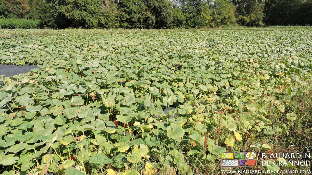 photo des carrés de courge les fruits au stade mûrissement près d'une haie bocagère