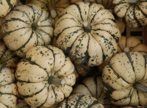 photo de courge patidou couleur crème taché de vert foncé