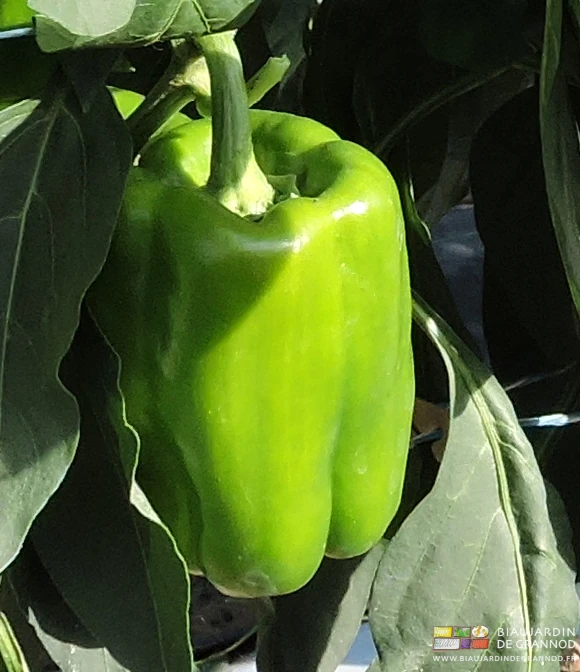 photo de joli poivron vert en plein soleil