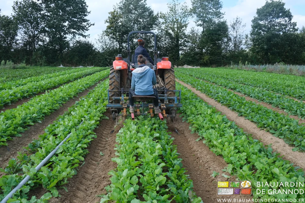 photo de binage des navets au feuilles très développées à la bineuse schmotzer