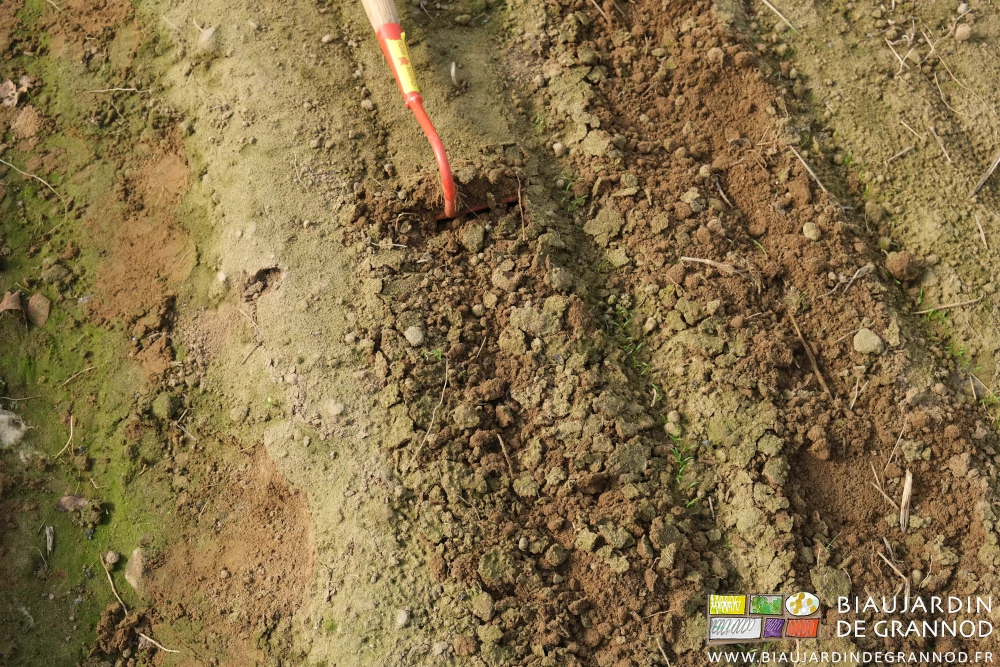 photo de la râpette tirée entre les rangs de carotte