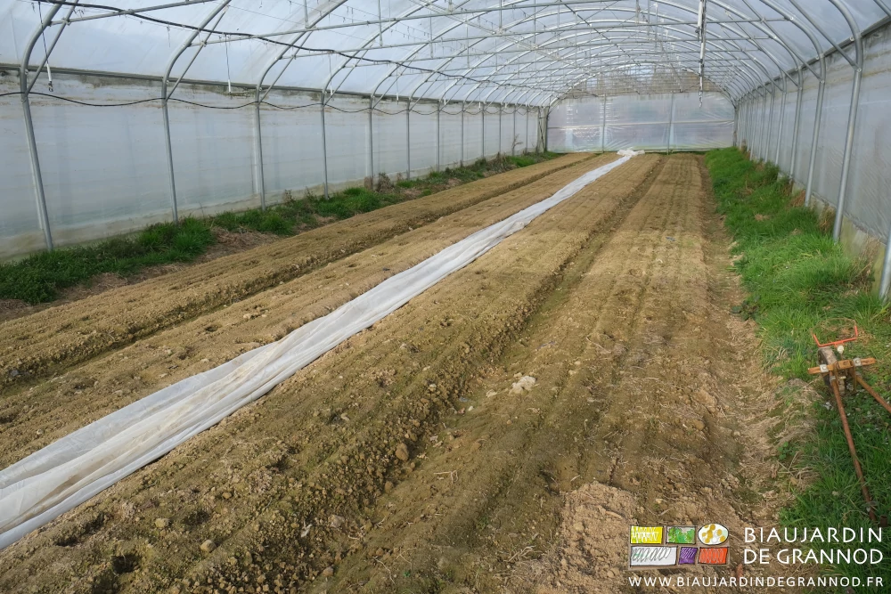 photo des carottes levés sous tunnel avant tout binage