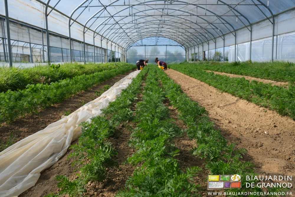 photo de Morgane et valentin accroupis au désherbage manuel des planches de carotte sous tunnel