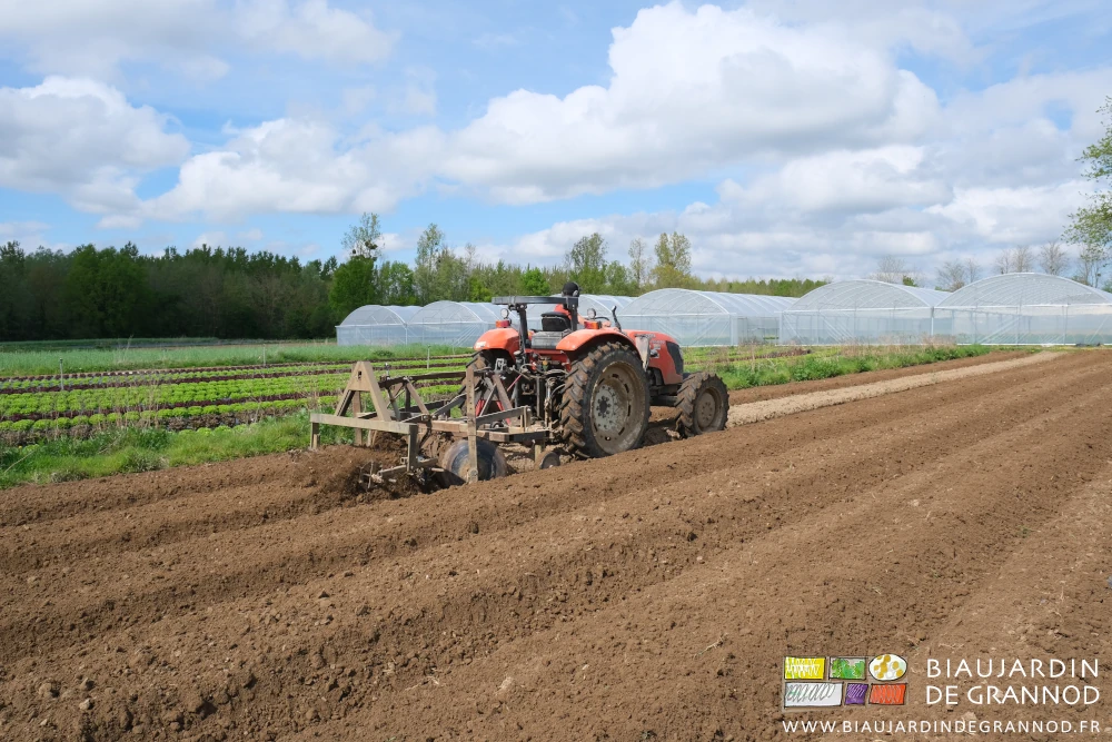 photo de cultibutte montant des planches pour pommes de terre à côté d'un carré de salade