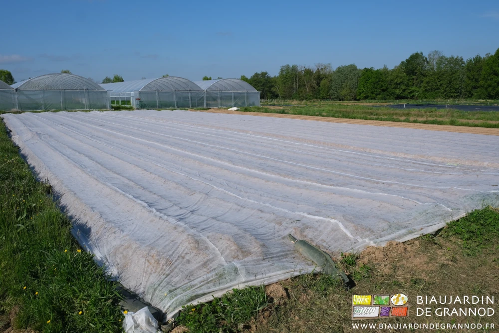 photo sous ciel bleu d'un carré de pommes de terre protégé par voile en prévision de gel matinal