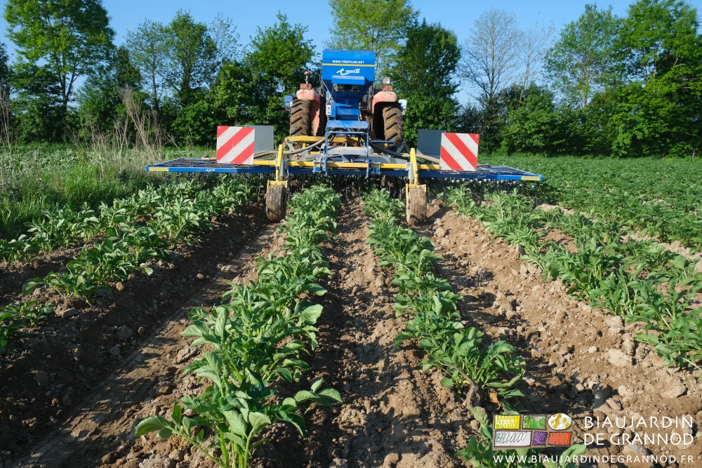 photo de l'étrille travaillant après un premier buttage