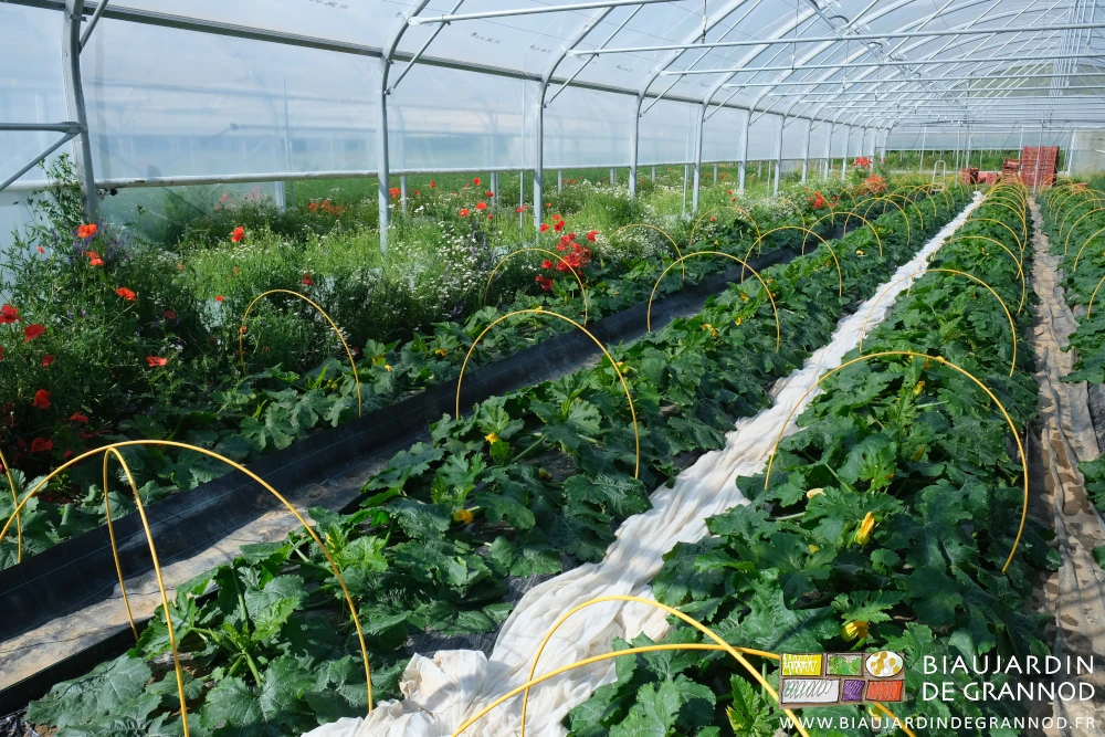 photo sous tunnel de courgettes avec arceaux chenille prêts pour une protection par voile thermique