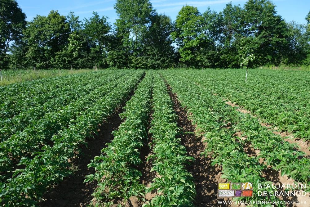 photo d'ensemble d'un carré de pomme de terre près d'une de nos haies
