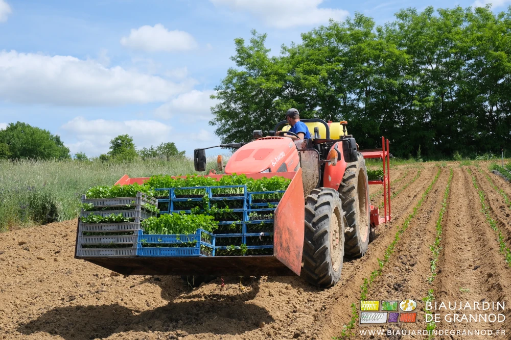 photo de la plantation au tracteur équipé à l'avant d'une bennette avec les mottes et à l'arrière la planteuse