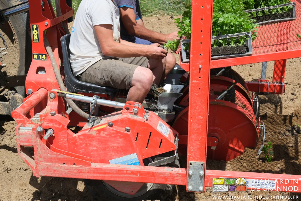 photo proche des mains prenant les plants de cèleri rave un par un pour les poser dans les pinces de la nouvelle planteuse