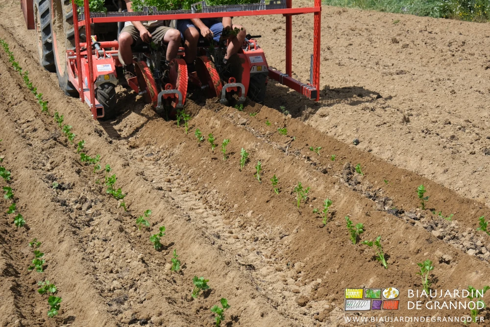 photo des plants de cèleri repiqués entre deux mini buttes de terre meuble
