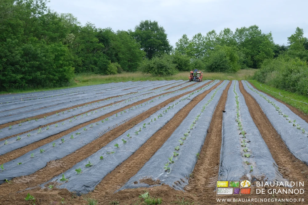photo d'un carré de pastèque en cours de plantation sur film biodégradable près de haies bocagères