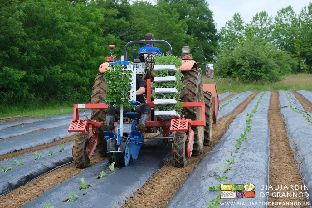 vue arrière de la planteuse en action avec son stock de plaques de plants auto-construits à la ferme