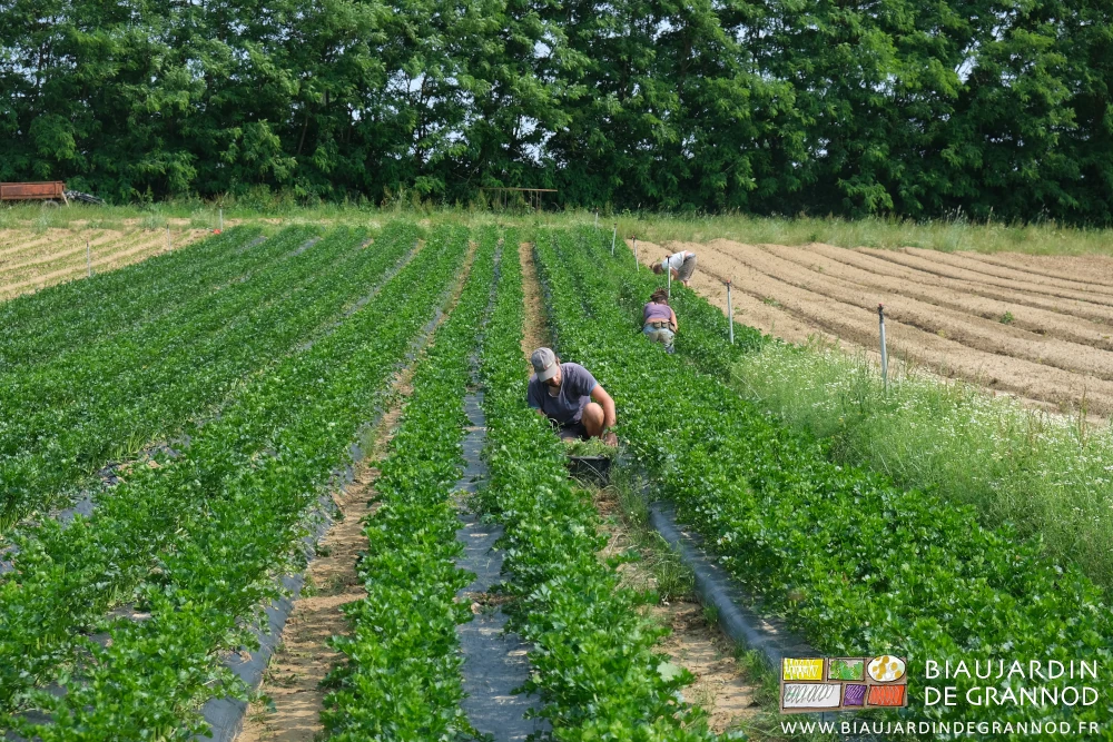 photo de l'équipe de trois biaux jardiniers accroupis à désherber manuellement les planches de cèleri-rave