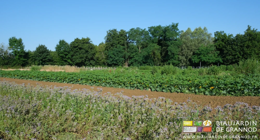 photo de planches de phacélie en fleur à proximité de planches de courgette en floraison elles aussi