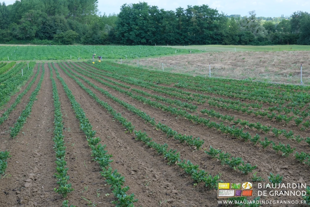 photo de 2 Biaux Jardiniers accroupis à désherber avec un couteau des adventices dans un carré de céleri-rave