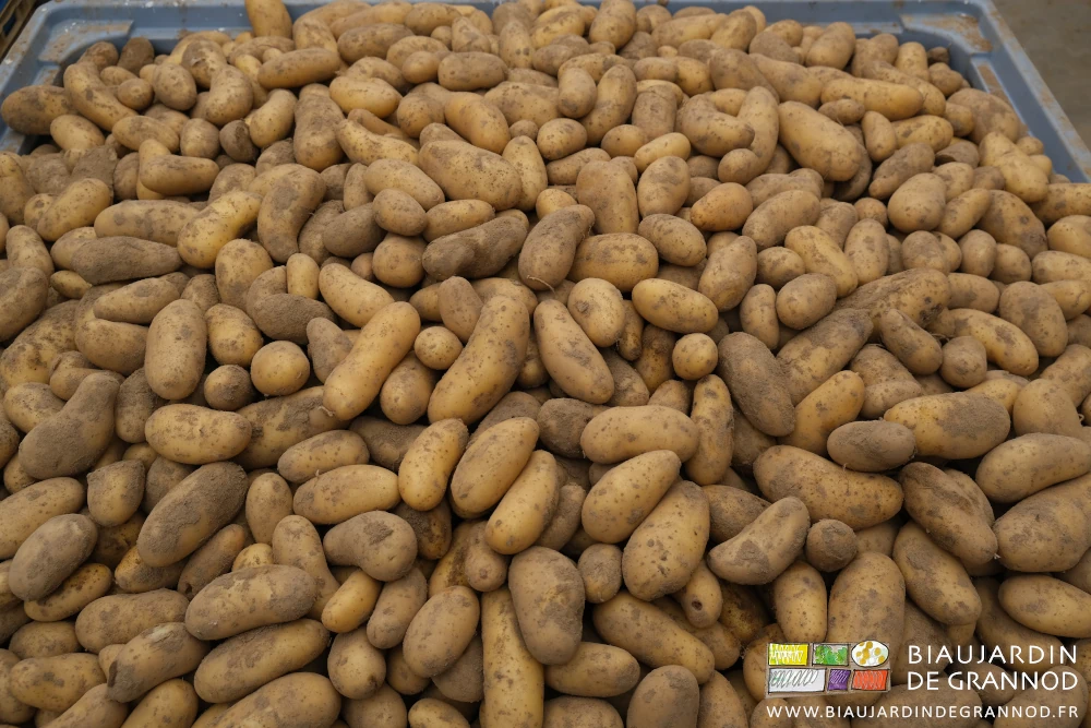 photo d'un palox rempli de pomme de terre de conservation