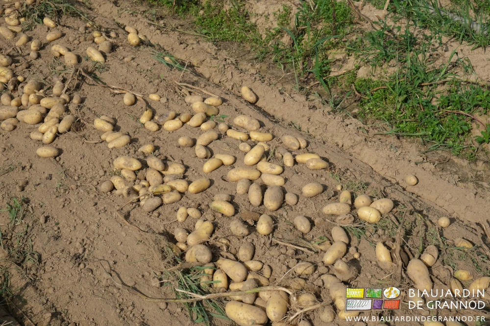 photo de pomme de terre étalées en surface de la planche permanente