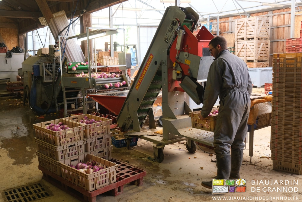 photo de Matthieu prenant une cagette de navet lavé juste remplie par la peseuse