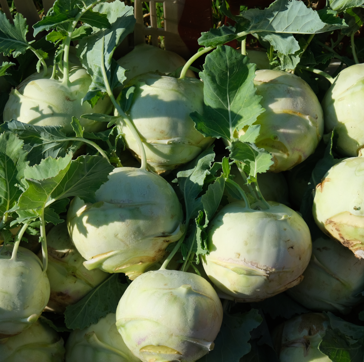 Archives des Les choux - Ça se cultive