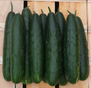 concombres courts alignés sur cagette bois