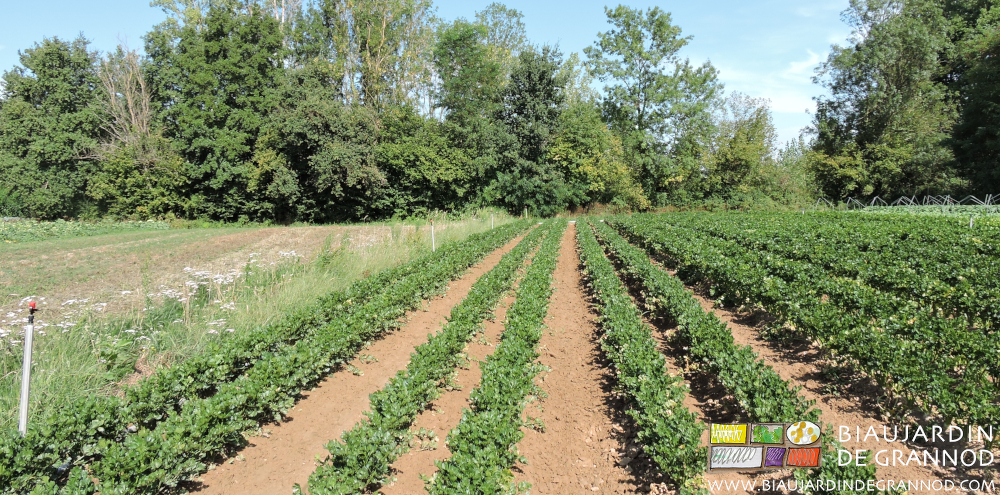 photo des différences entre planches de céleri de variétés différentes
