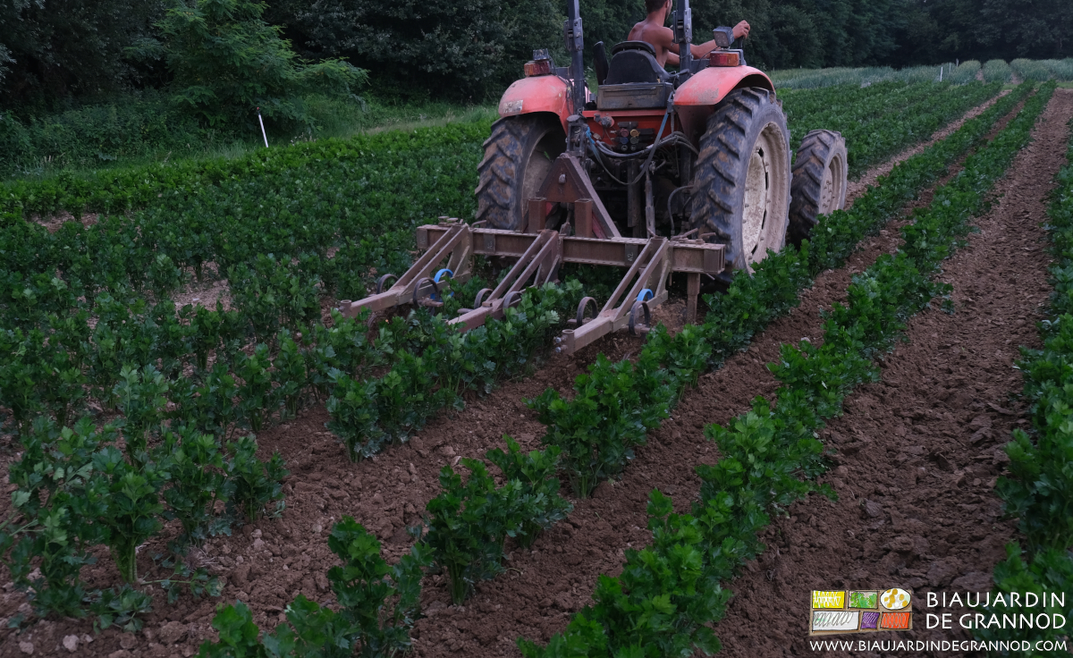 photo d'auto binage de céleri bien développé avec la BPO