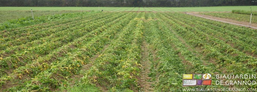 photo du carré de céleri les feuilles broyées juste avant la récolte