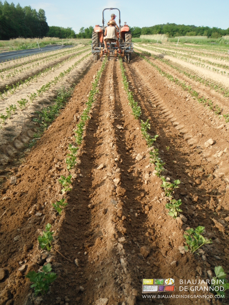 photo de la réalisation d'un petit binage de céleri avec la bineuse à éléments simples