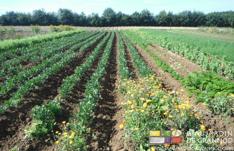 photo de calendula parmi le céleri rave pour attirer l'auxiliaire macrolophus